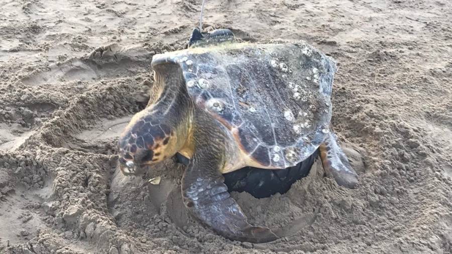 La tortuga Caretta caretta en la playa de La Pineda este viernes 31 de julio. FOTO: DT