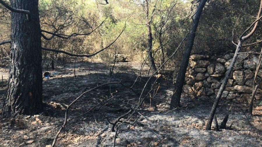 Imatge de la zona cremada per l'incendi d'Alcanar. Foto: Agents Rurals