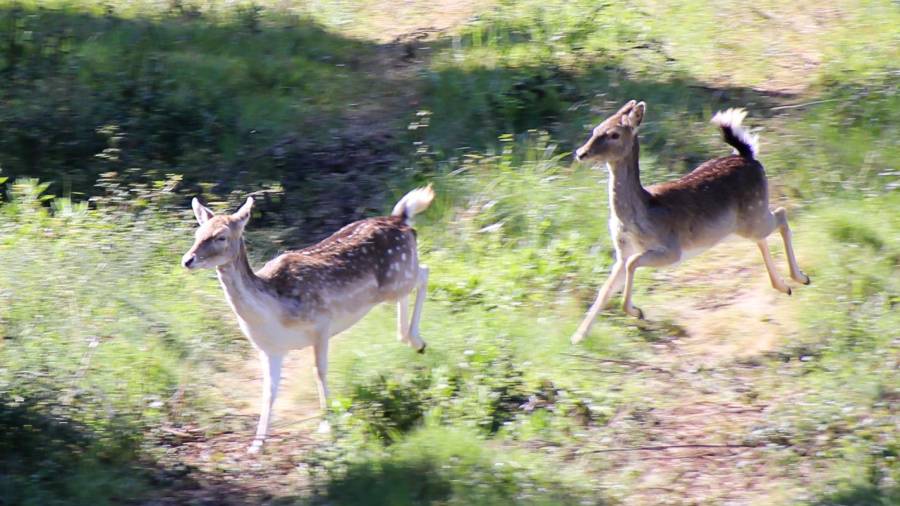 Dos ejemplares de gamos cruzando un camino en el Parc Samà. Foto: Alba Mariné