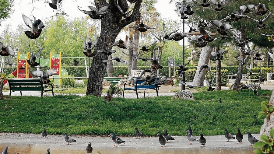 Una manada de palomas ha tomado el parque ahora que los niños no pueden acceder a la zona de juegos. FOTO: PERE FERRÉ