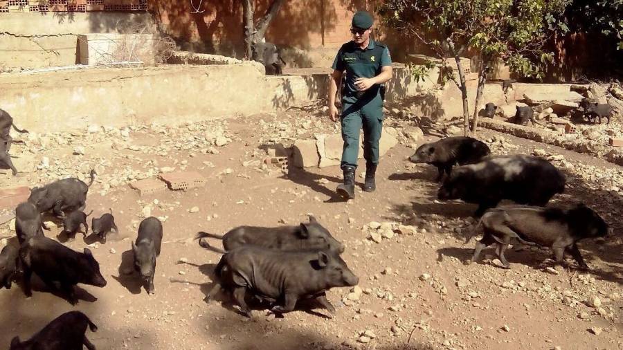 La Guardia Civil rescató a los animales de una finca de Cunit.