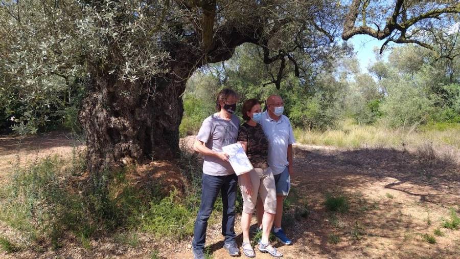 El Gepec compra una finca abandonada per protegir les oliveres monumentals