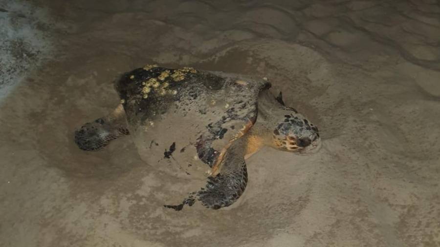 Imagen de la tortuga Caretta caretta en la arena de la playa de La Pineda. FOTO: DT