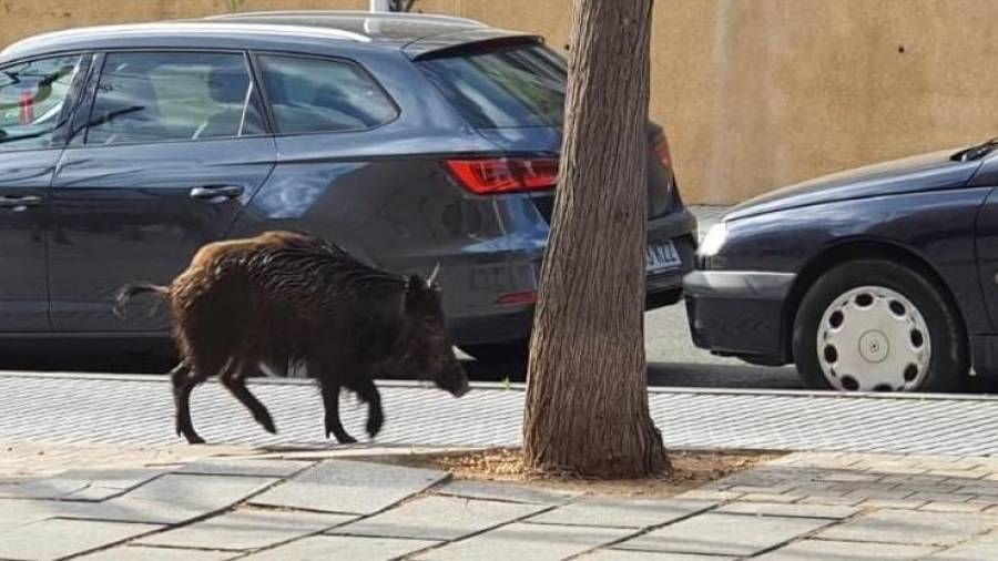 Imagen del animal por las calles de Salou. Foto: TAC 12