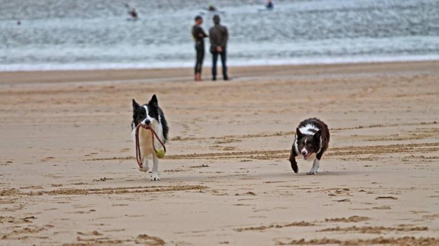 Una playa abierta a los perros. FOTO: DT