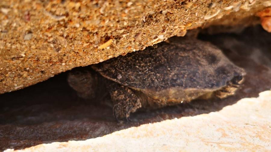 La tortuga se escondía entre las rocas.