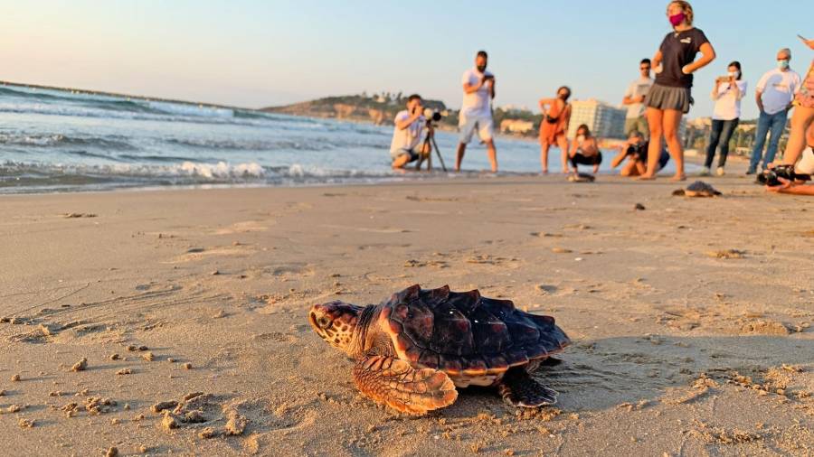 Liberadas 25 tortugas marinas en la Pineda. FOTO: Fundació CRAM