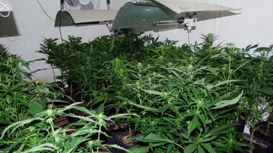Plantación indoor de marihuana hallada por los Mossos