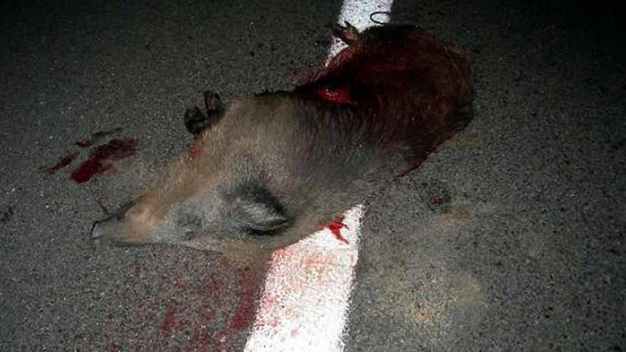 Un jabalí, muerto en la calzada tras un accidente en una carretera tarraconense. FOTO: ACN