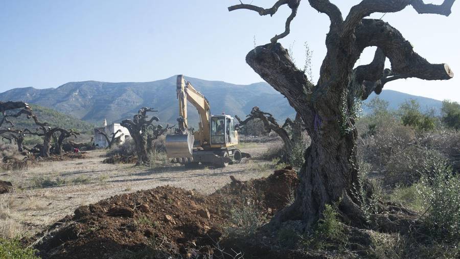 Imatge d’una màquina arrencant oliveres al terme d’Ulldecona. FOTO: Joan revillas