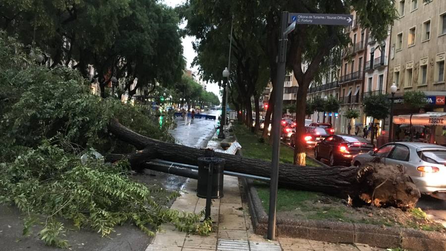 Les fortes pluges han tombat un arbre a la Rambla Nova de Tarragona. Foto: Y.Fernández
