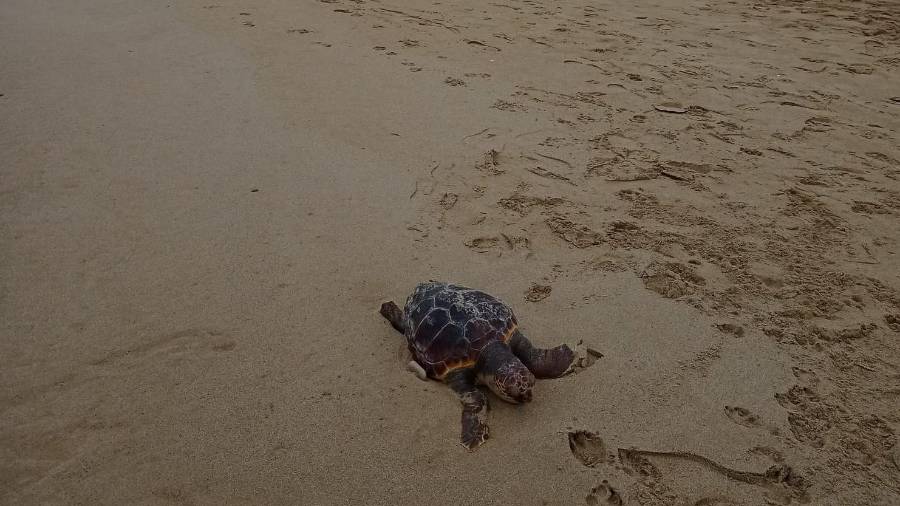 El ejemplar encontrado en la playa de Calafell.