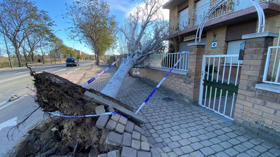 Las fuertes rachas de viento han tumbado varios árboles. Alfredo González