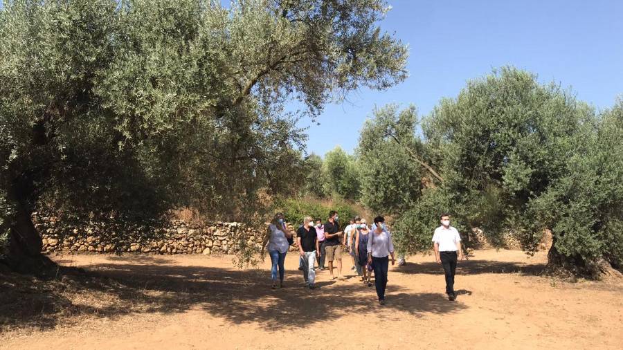 Els diputats i diputades del Parament de Catalunya durant la visita a les oliveres mil·lenàries. Foto: Cedida