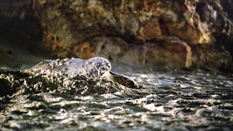 La hembra de Caretta Caretta a su llegada a la playa de La Pineda. FOTO: Ferran Aguilar