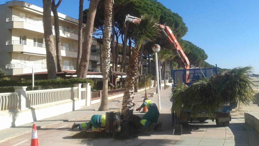 Operarios colocan las nuevas palmeras del paseo marítimo de levante. FOTO: CEDIDA