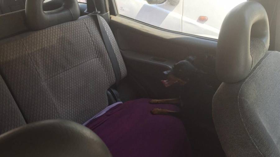 El perro abandonado dentro del coche cuando fue rescatado. Foto: dt