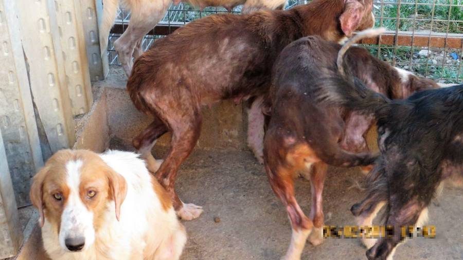 Los seis perros fueron descubiertos en una finca en estado de abandono. FOTO: CEDIDA