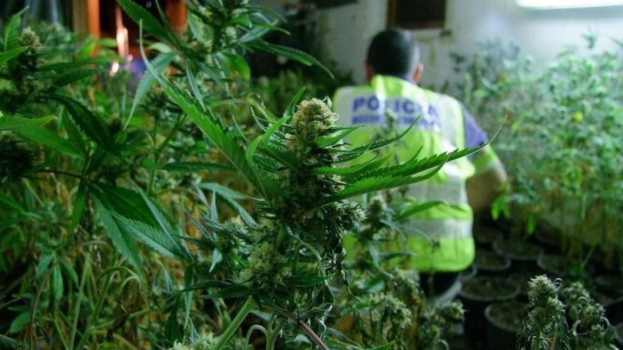 El tráfico de marihuana ha suplantado al del hachís en los últimos años. Fotos: Mossos d'Esquadra
