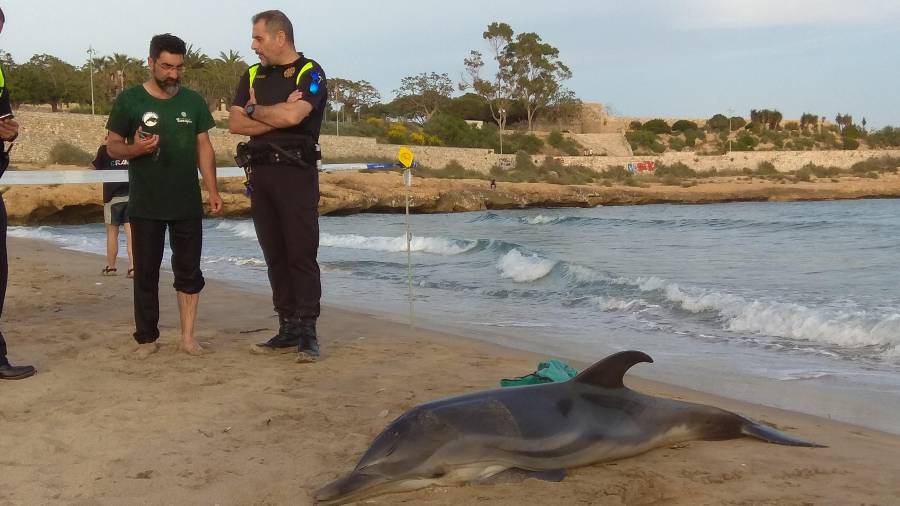 El delfín, sobre la arena, esperando la llegada de los especialistas del CRAM. Foto: Àngel Juanpere