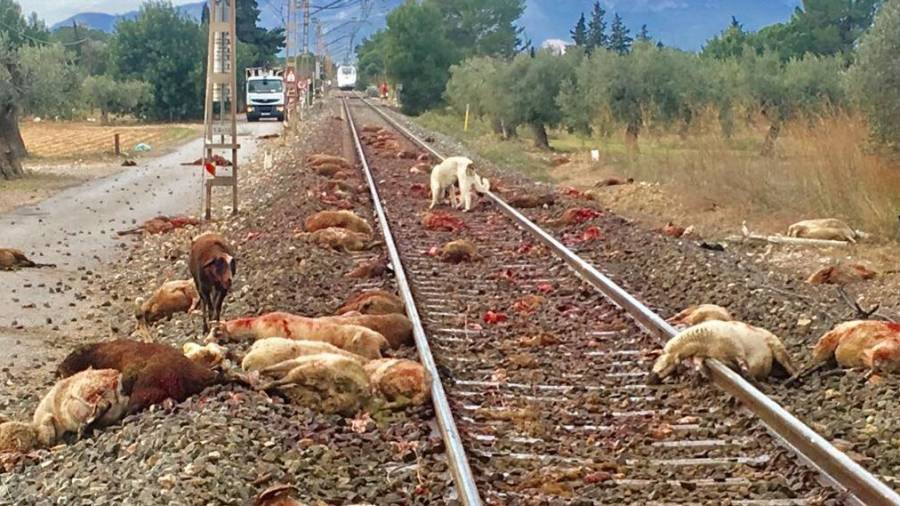 Imagen de las ovejas muertas en la vía del tren de Mont-roig. Al final el Euromed. FOTO: Policia Local Mont.roig