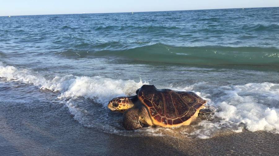 L'exemplar de tortuga marina recuperada i retornada al seu medi natural. Fotografia facilitada el 27 de juny del 2016 pel Departament de Territori i Sostenibilitat.