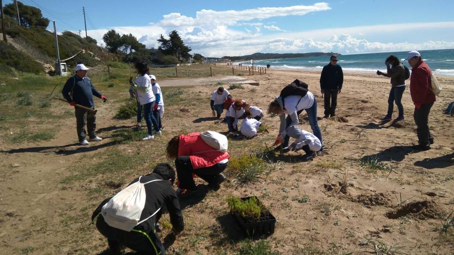 Trabajadores y familiares de Gas Natural Fenosa se unieron en una acción de voluntariado llevada a cabo en el entorno de la Platja Llarga de Tarragona. Foto: cedida