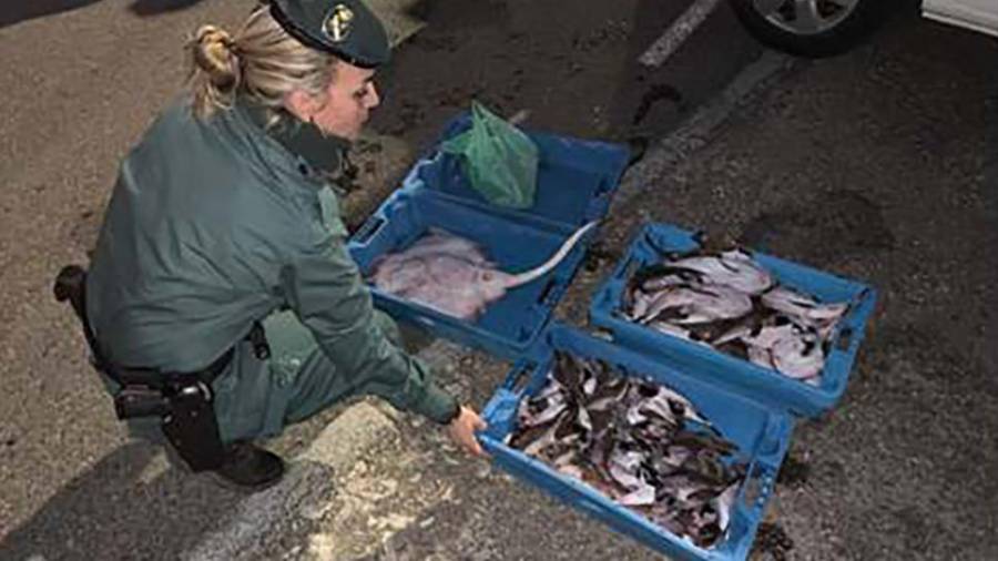 Imagen del pescado decomisado por la Guardia Civil. FOTO: Guardia Civil