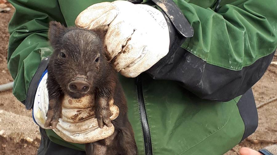 Uno de los cerdos que fueron rescatados.