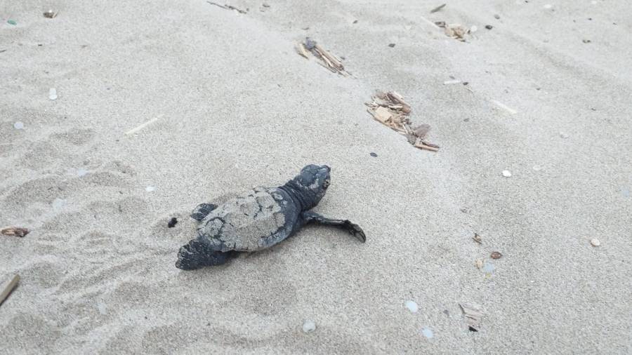 Las primeras crías de tortuga marina se llevarán a la incubadora del CRAM