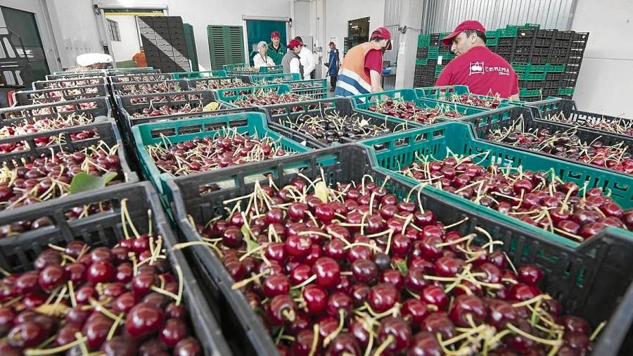 Cerima Cherries exporta cireres gurmet de Tivissa a tot el món. FOTO: Joan Revillas