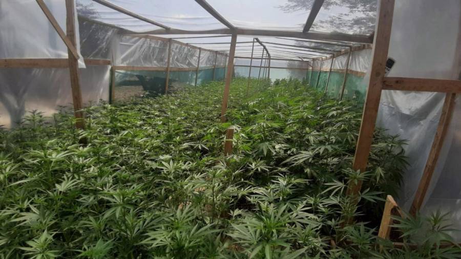 Imagen de las plantas de marihuana. Foto: Mossos d'Esquadra