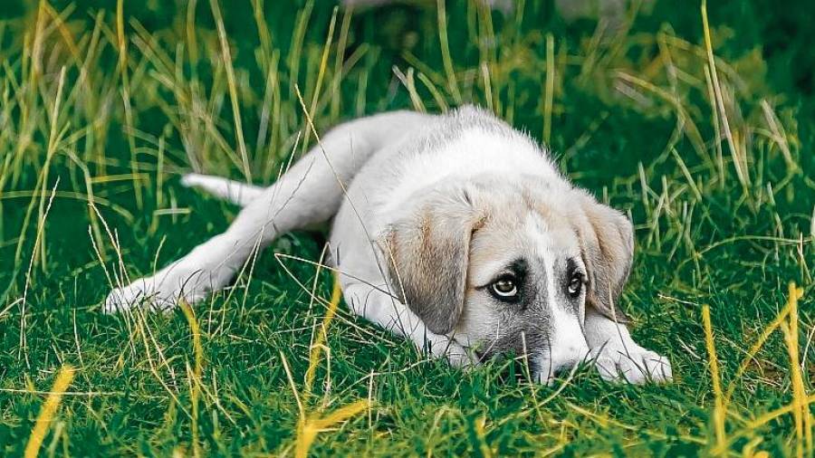 Los veterinarios recomiendan revisar a las mascotas después de cada paseo por el campo. FOTO: pixabay