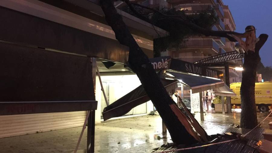 Dos árboles han caído encima de la tienda de moda del paseo Jaume I.