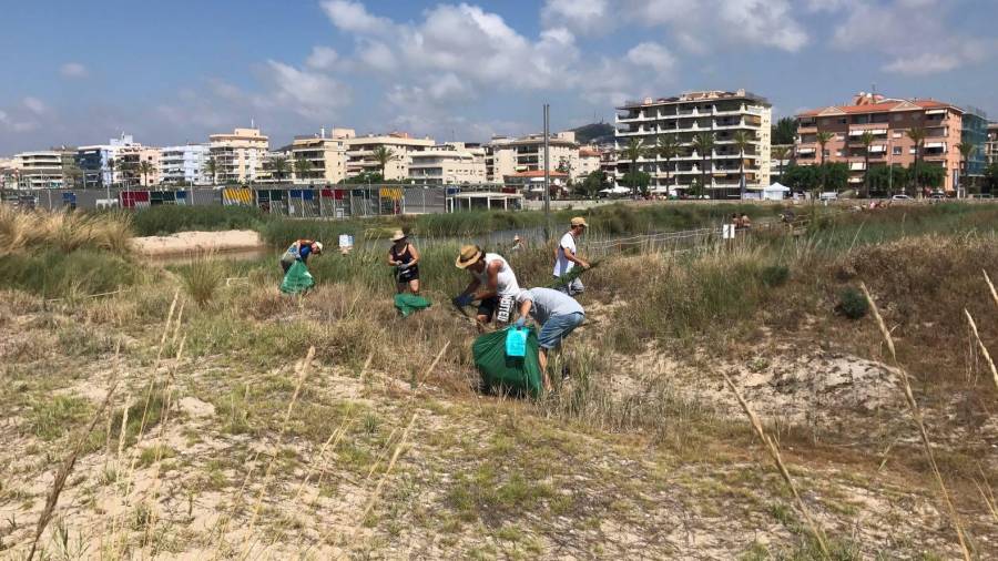 Voluntarios retiran especies invasoras del parque de playa de Calafell