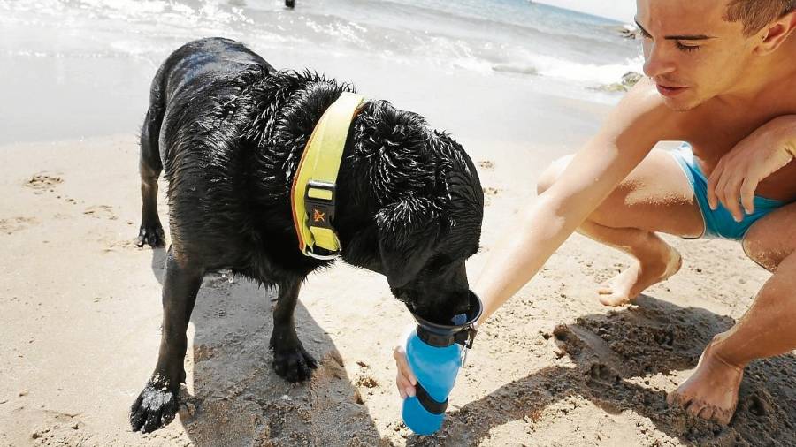 Los cuidadores evitan que los perros ingieran agua del mar. FOTO: Pere Ferré