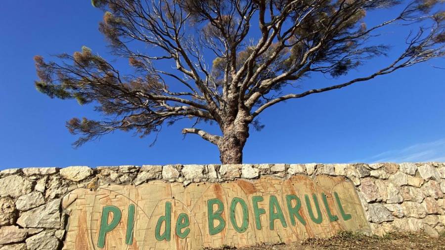 El Pi de Bofarull está visiblemente decaído. FOTO: ALFREDO GONZÁLEZ