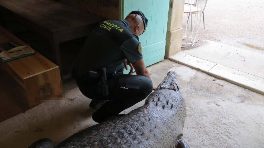 Imagen del cocodrilo capturado por los agentes del Seprona de la Guardia Civil. Foto: Guardia Civil