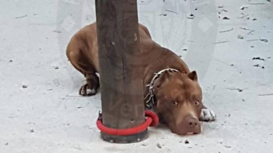 El perro atado en un poste en el Fondo del Mata. FOTO: POLICIA LOCAL VENDRELL