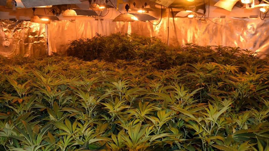 Fins a 6.000 plantes de marihuana han decomisat els Mossos. FOTO: ACN