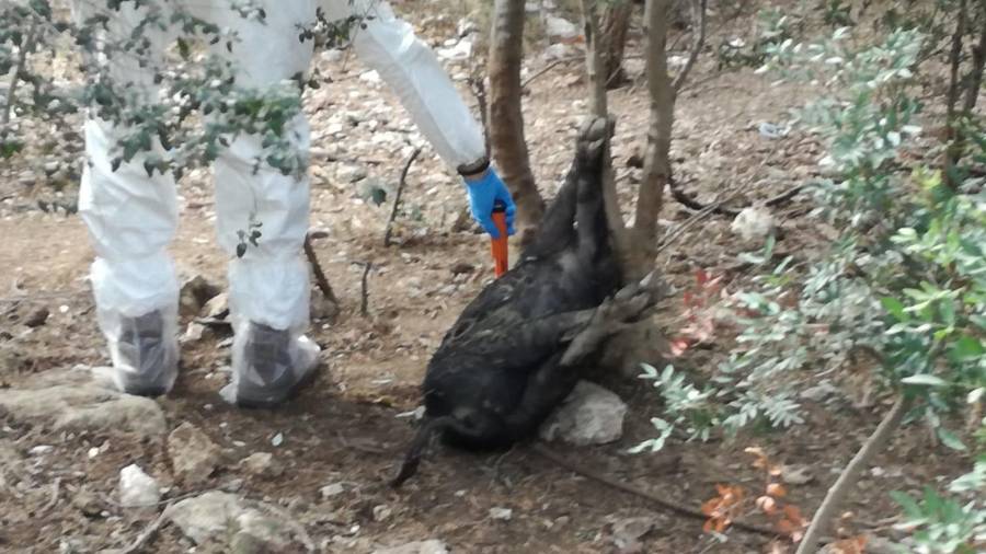 Un agente rural inspeccionando uno de los dos ejemplares muertos de cerdos vietnamitas. FOTO: juan gonzález