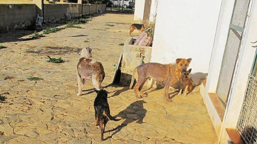 Imatge d’alguns dels gossos de la finca del Pla de Santa Maria. FOTO: cedida/DT