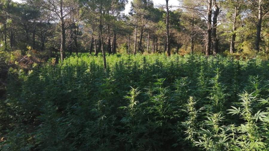Plantación con 12.000 plantas de marihuana localizada en Querol. Foto: Mossos d'Esquadra