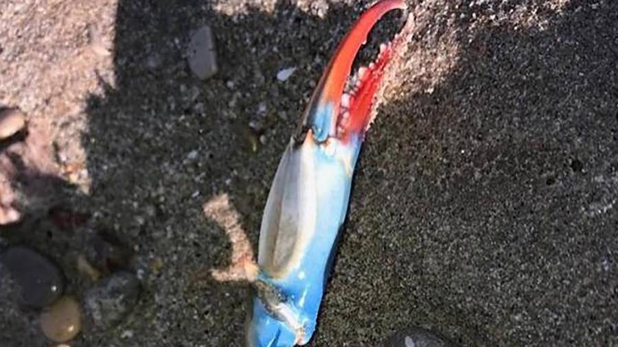 La pata del cangrejo azul encontrada en Tamarit. FOTO: a.m. la sínia