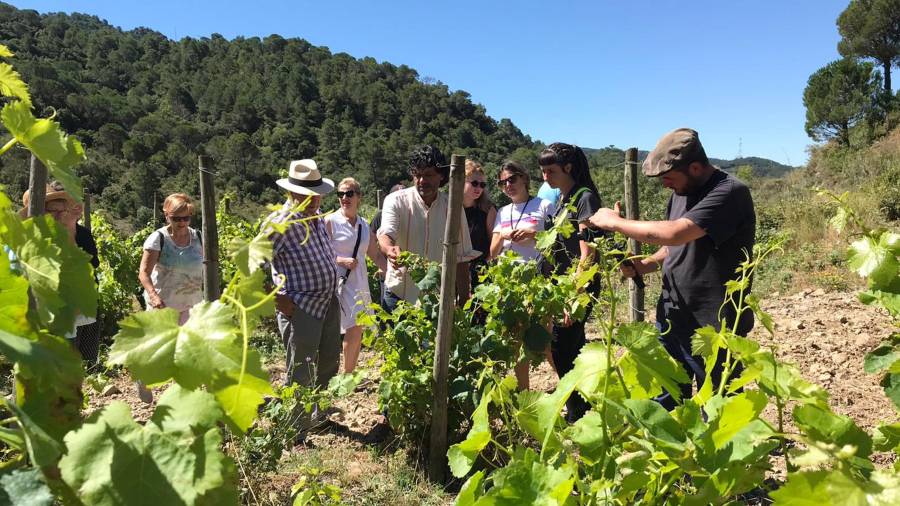 La DO Tarragona ultima la creación de una ruta para potenciar sus vinos y el enoturismo