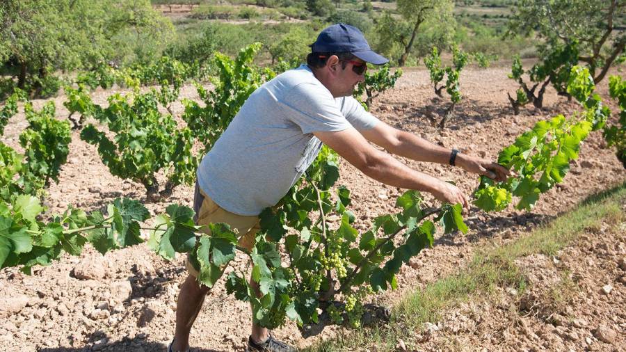 Uno de los miembros de la cooperativa en el cultivo de viñas ubicado en el altiplano de La Fatarella. Foto: Joan Revillas