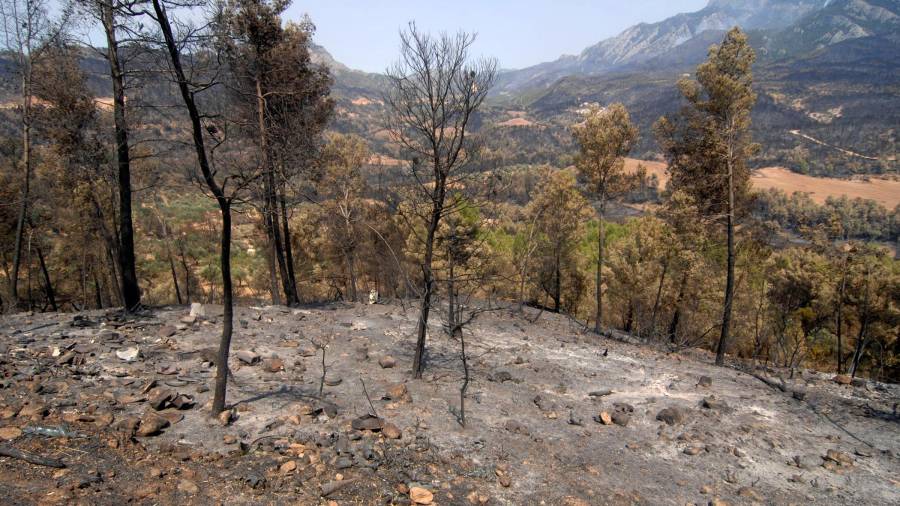 Zona calcinada després de l'incendi d'Horta. Foto: J. Revillas