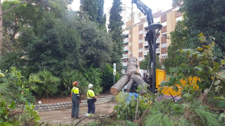Los operarios retiran el árbol caído por culpa de la lluvia en la plaza Anto Pedrol RiusFoto. Alba Mariné