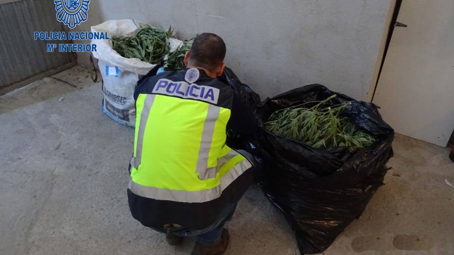 Las plantas arrancadas y colocadas en bolsa. Están custodiadas por un agente de la Policía Nacional.