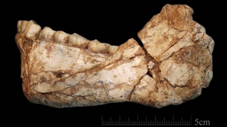 Mandíbula de Homo Sapiens hallada en la localidad de Yebal Irhoud, en Marrakech. Foto: efe